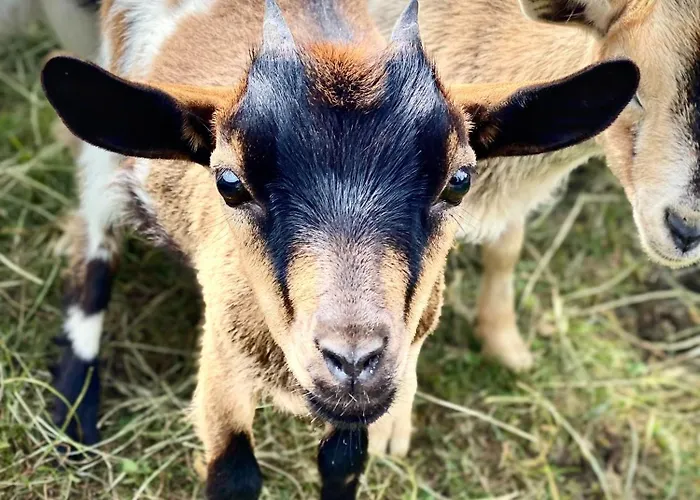 Rezidence Alpina - In Out - 27 * Špindlerŭv Mlýn