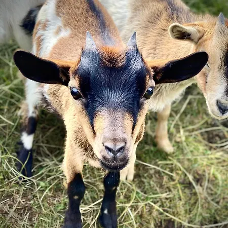 Appartement Alpina 27 In Out Free Parking Špindlerŭv Mlýn